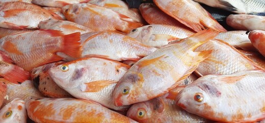 Fresh raw fish sale at traditional market. Fish vibrant color background