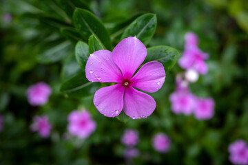 Catharanthus roseus flower, Madagascar Periwinkle commonly known as the Rose periwinkle