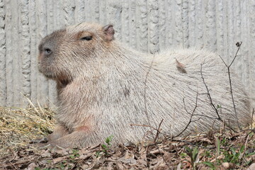 カピバラ