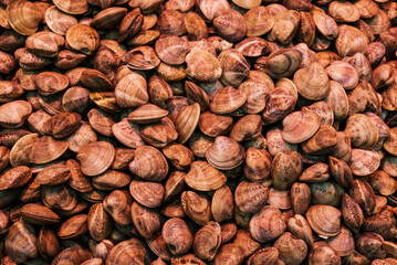 fish market with many different fresh fishes