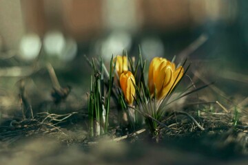 Saffron yellow, first spring flowers, delicate yellow flower, greeting card.