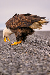 American Bald Eagle (Haliaeetus leucocephalus) catching fish near Homer Alaska