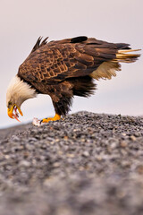 American Bald Eagle (Haliaeetus leucocephalus) catching fish near Homer Alaska