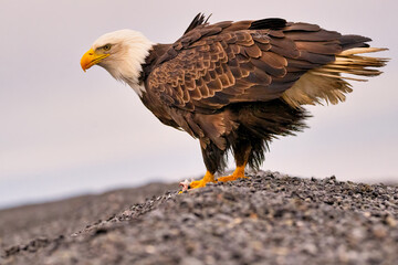 Bald Eagle Fishing Kachemak Bay near Homer Alaska