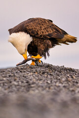 American Bald Eagle (Haliaeetus leucocephalus) catching fish near Homer Alaska