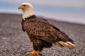 American Bald Eagle (Haliaeetus leucocephalus) catching fish near Homer Alaska