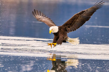 Bald Eagle Fishing Kachemak Bay near Homer Alaska