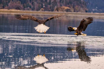 Bald Eagle Fishing Kachemak Bay near Homer Alaska