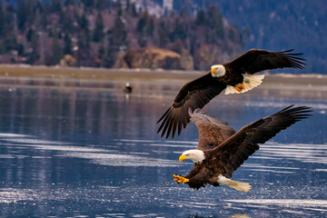 Bald Eagle Fishing Kachemak Bay near Homer Alaska