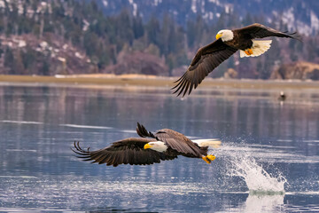 Bald Eagle Fishing Kachemak Bay near Homer Alaska