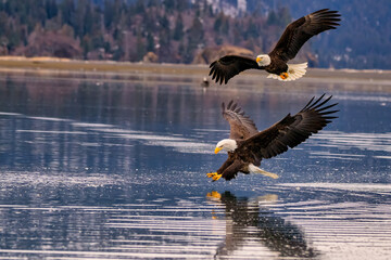 Bald Eagle Fishing Kachemak Bay near Homer Alaska