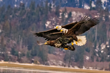 Bald Eagle Fishing Kachemak Bay near Homer Alaska