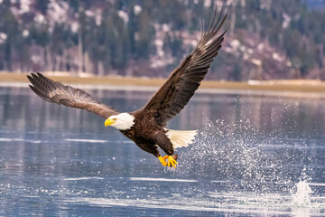 Bald Eagle Fishing Kachemak Bay near Homer Alaska