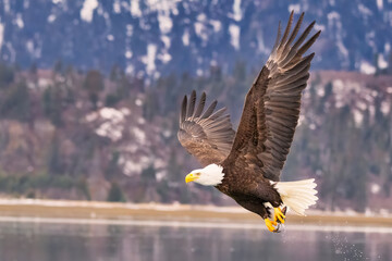Bald Eagle Fishing Kachemak Bay near Homer Alaska
