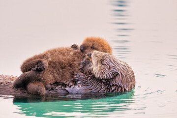 Sea otter (Enhydra lutris) with newborn pup near Homer Alaska
