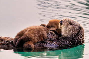 Sea otter (Enhydra lutris) with newborn pup near Homer Alaska