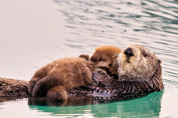 Sea otter (Enhydra lutris) with newborn pup near Homer Alaska