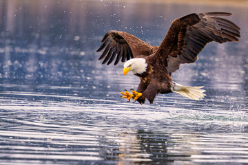 American Bald Eagle (Haliaeetus leucocephalus) catching fish near Homer Alaska