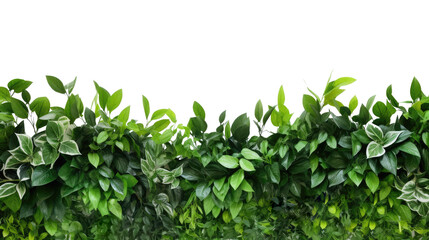 Tropical leaves foliage plant bush floral border isolated on clear png background and transparent...