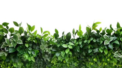 Tropical leaves foliage plant bush floral border isolated on clear png background and transparent background. Fresh and nature concept for nature decorative and flower element, AI generative.
