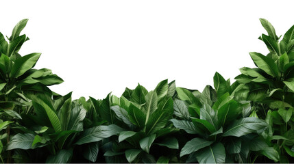 Tropical leaves foliage plant bush floral border isolated on clear png background and transparent background. Fresh and nature concept for nature decorative and flower element, AI generative. - obrazy, fototapety, plakaty