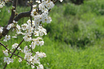 Branch of a blooming tree with white flowers on a background of green grass in the park - spring bloom, blurred background, bokeh