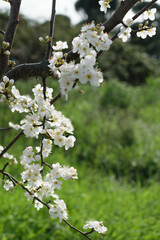 Branch of a blooming tree with white flowers on a background of green grass in the park - spring bloom, blurred background, bokeh