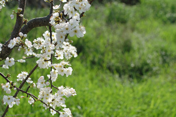 Branch of a blooming tree with white flowers on a background of green grass in the park - spring bloom, blurred background, bokeh