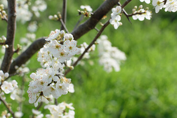 Branch of a blooming tree with white flowers on a background of green grass in the park - spring bloom, blurred background, bokeh