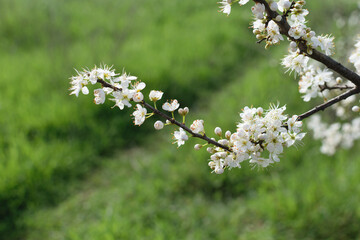 Branch of a blooming tree with white flowers on a background of green grass in the park - spring bloom, blurred background, bokeh