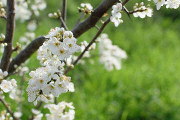 Branch of a blooming tree with white flowers on a background of green grass in the park - spring bloom, blurred background, bokeh