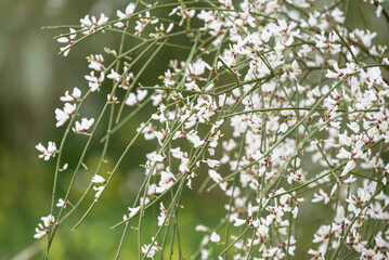 Wildflowers with blue sky background, retama monosperma