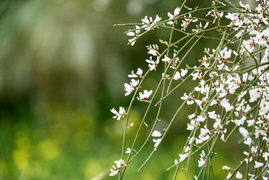 Wildflowers with blue sky background, retama monosperma