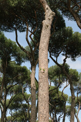 Tall slender trees against the background of the blue sky, two green exotic parrots are sitting on the tree trunk