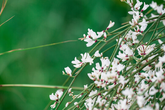 Wildflowers with blue sky background, retama monosperma
