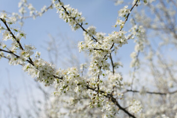 Tree branches with white lush flowers against a blue sky, spring blossoms in gardens, close-up