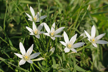 First spring white snowdrop flowers on a green meadow, close-up, blurred background, bokeh effect