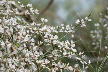 Wildflowers with blue sky background, retama monosperma