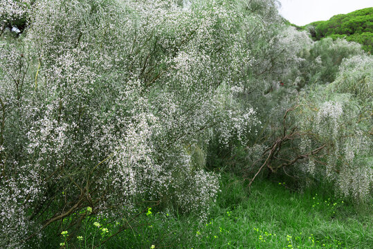Wildflowers with blue sky background, retama monosperma