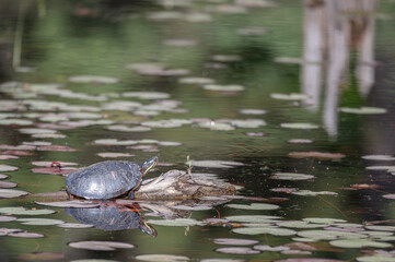 Painted turtle soaking up the sun on a log in a pond