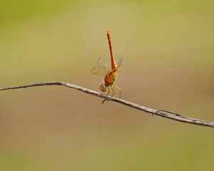 dragonfly on a branch