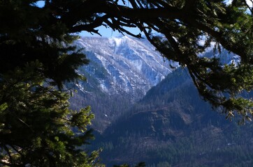 Snow covered mountains seen from between pine trees in shadow. 
