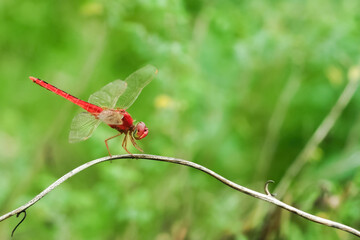 A red-veined darter or nomad dragonfly is perched on a branch