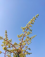 blossoming mango tree
