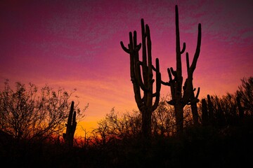 Suguaro cactus as sunrise