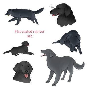 Hand draw black color Flat-coated Retriever