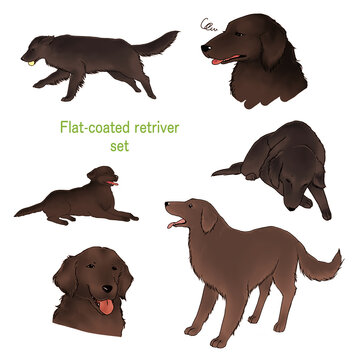  Hand draw liver color Flat-coated Retriever set