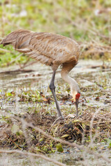 A sandhill crane (Grus canadensis) on her nest, tending her eggs, in Sarasota, Florida