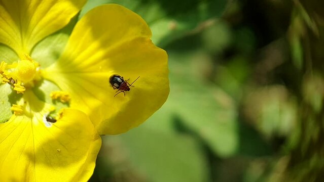 macro image of small ladybug on the yellow flower