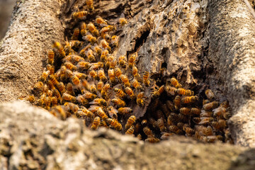Honeybees (Apis mellifera) on a tree where they appear to have a hive